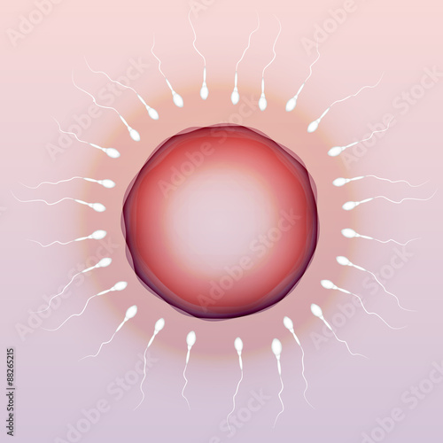 Spermatozoon and Ovum - Vector Illustration