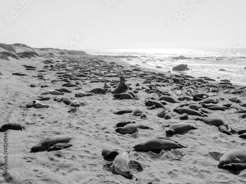 Elephant seals colony