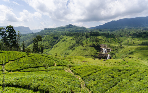 Tea plantation, Nuwara Eliya, Sri Lanka photo