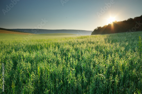 Meadow of oats photo