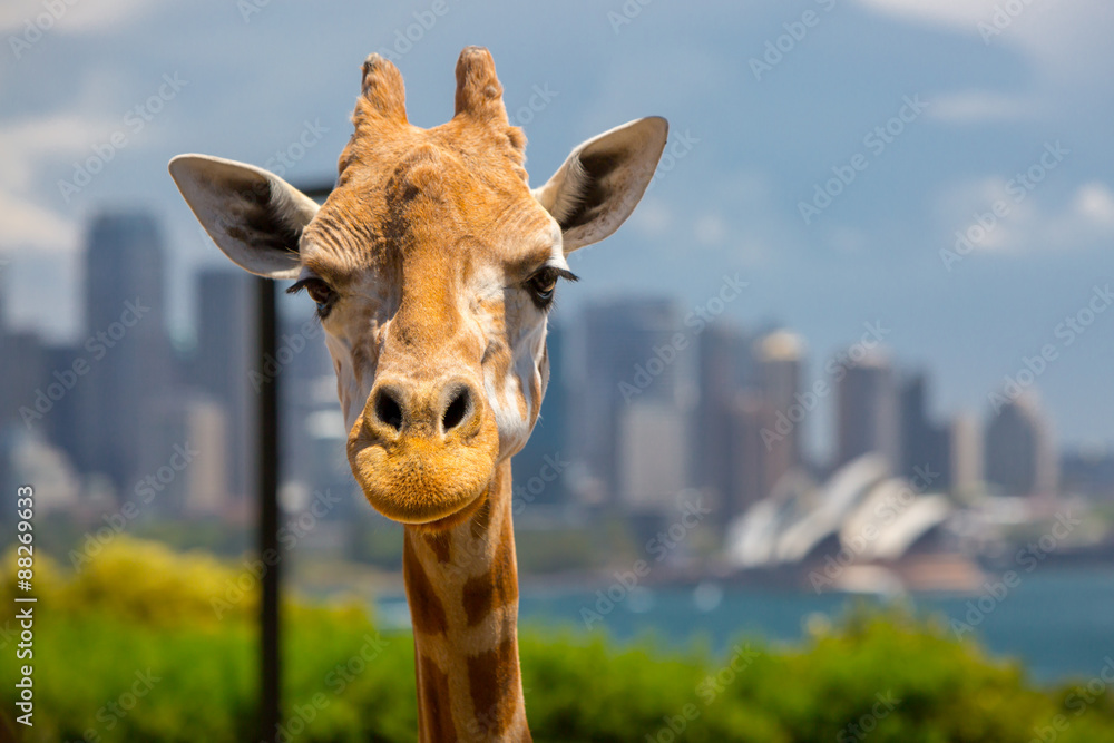 Obraz premium Taronga Zoo Giraffes