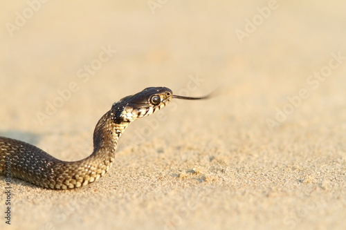 juvenile grass snake on sand