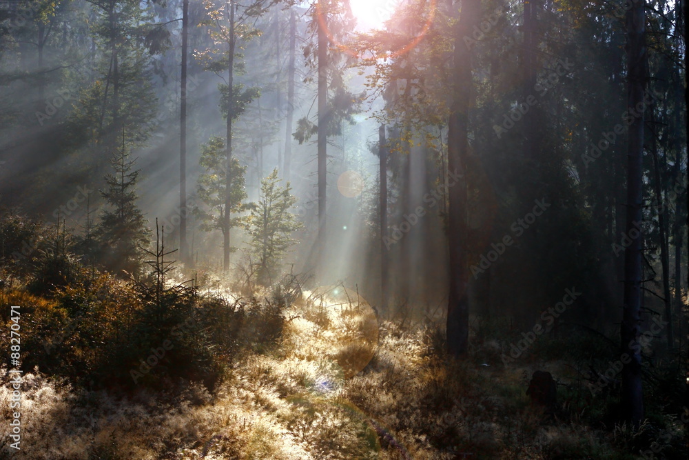 Fototapeta premium spruce forest at sunrise