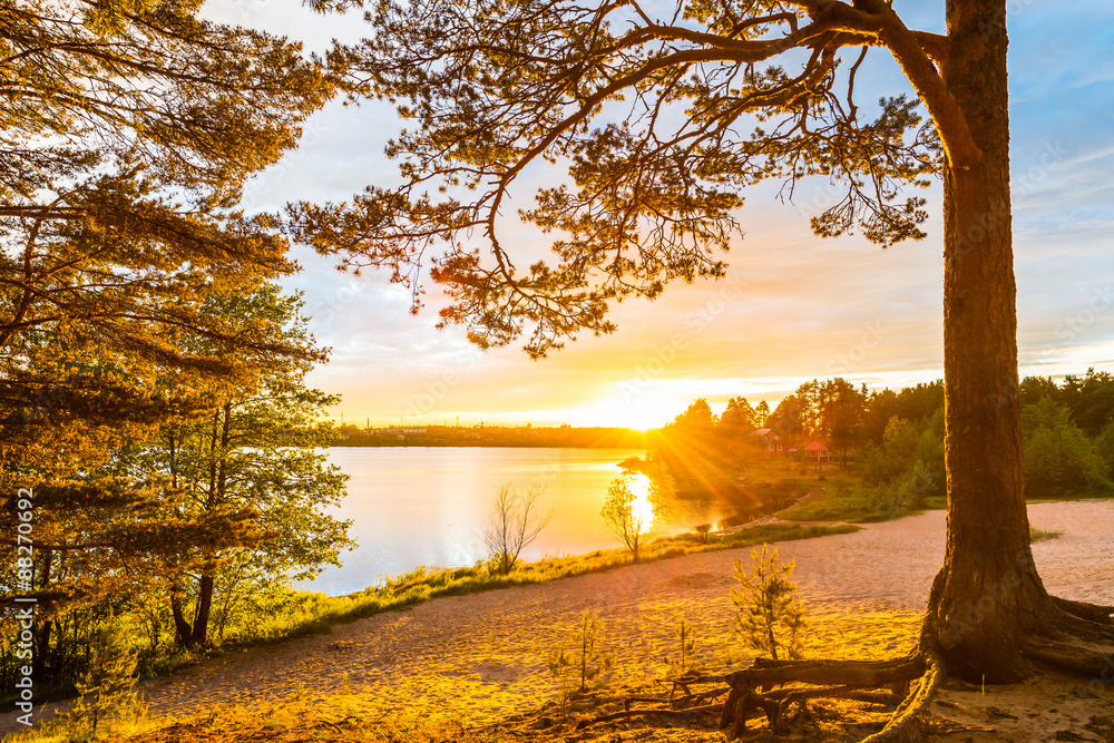 Fototapeta premium Sunset on a sandy beach in a pine forest near the village