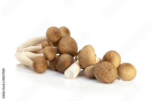 shimeji mushrooms brown varieties