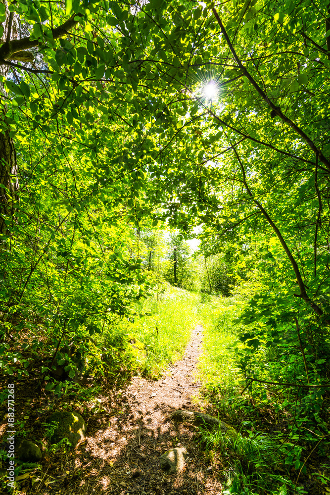 Forest path illuminated by the sun Forest path illuminated by the sun