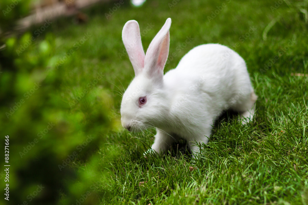 Rabbit on grass Rabbit on grass