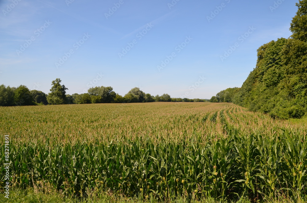 Maisfeld Maisfeld