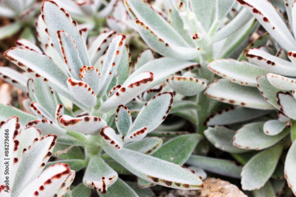 Obraz premium Cactus on rock background