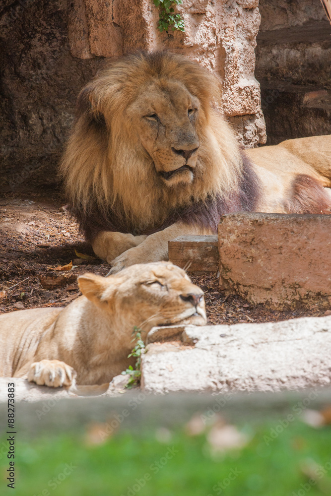Pareja leones descansando foto de Stock | Adobe Stock