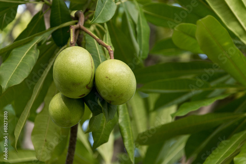  Pong Pong tree with fruit
