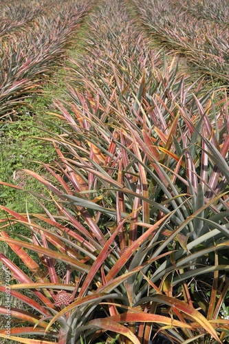 Champs ananas vicotria