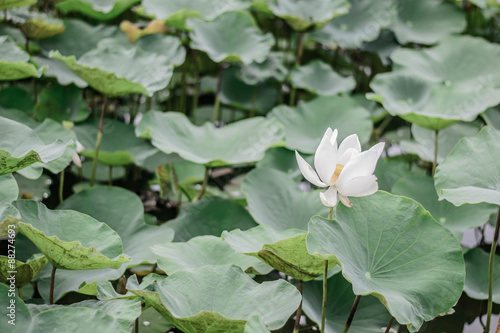 white lotus flower plants