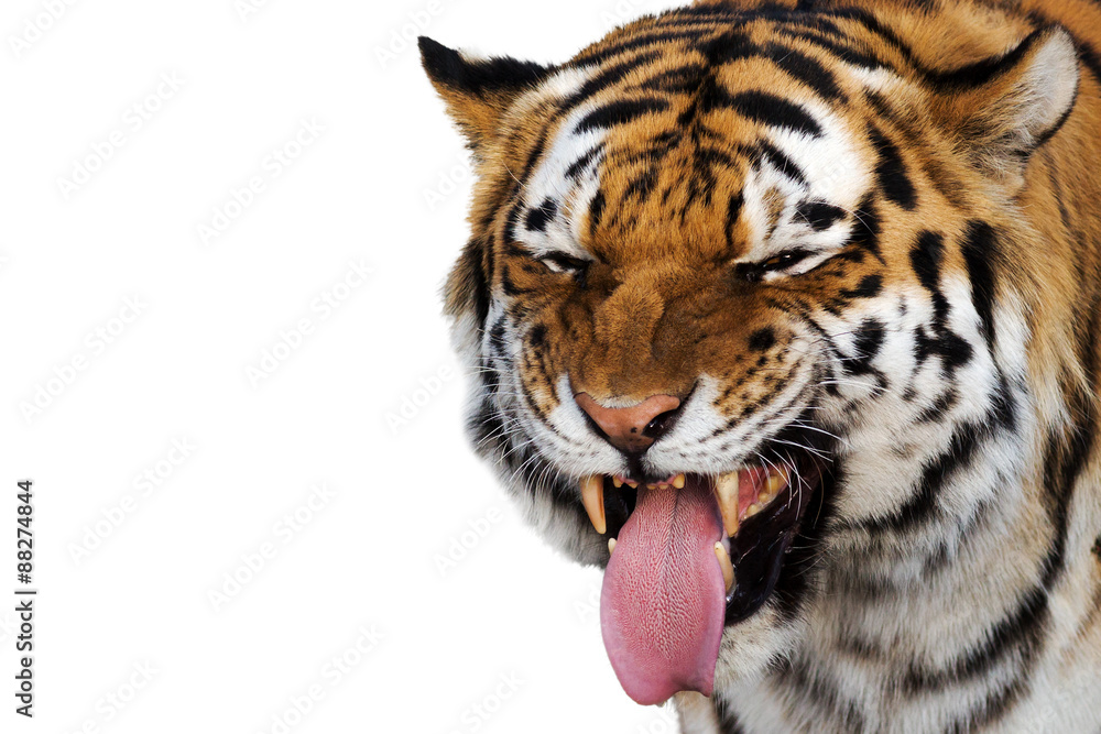 Naklejka premium portrait of a tiger making a funny face