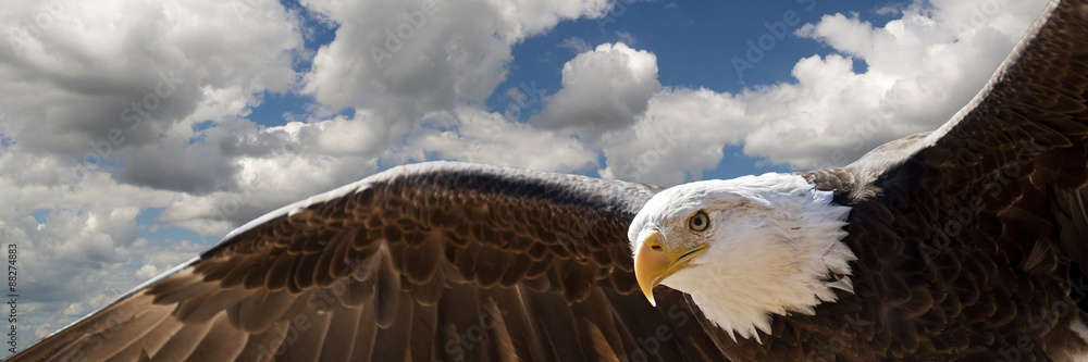 Obraz premium kompozyt łysy orzeł lecący w pochmurne niebo