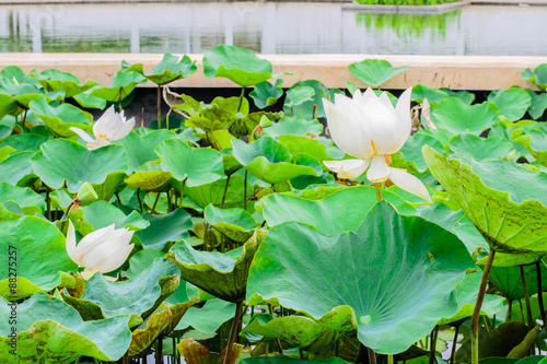 white lotus flower plants