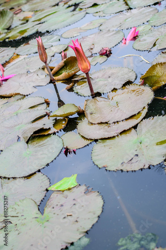 pink lotus flower plants