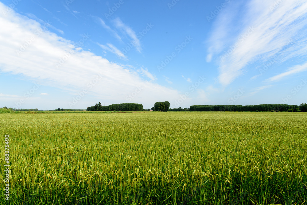 paesaggio nella campagna di mortara(pavia) paesaggio nella campagna di mortara(pavia)
