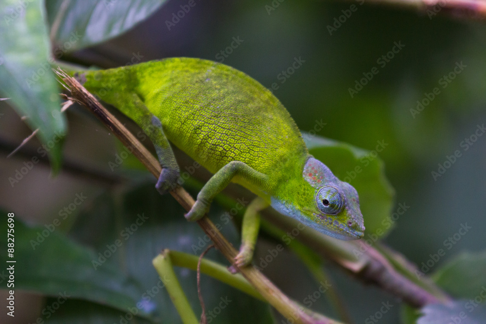 custom made wallpaper toronto digitalCaméléon regardant