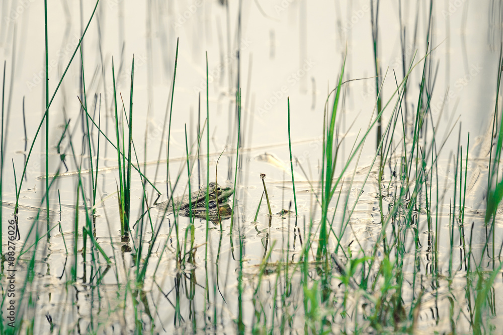 Fototapeta premium Green frog.