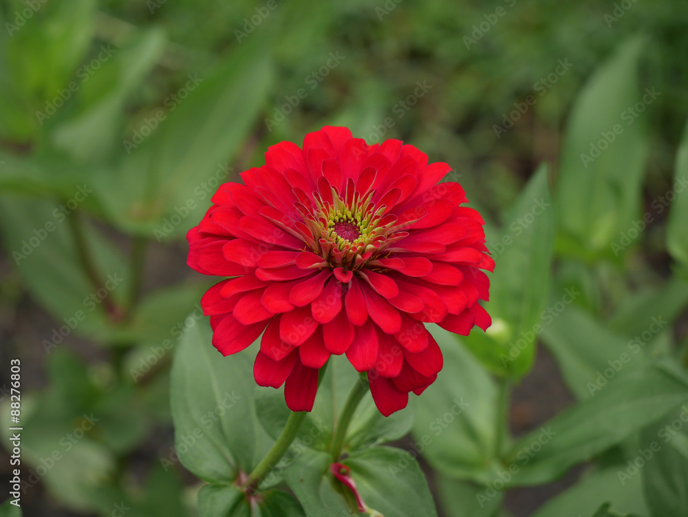 Obraz premium Red flower