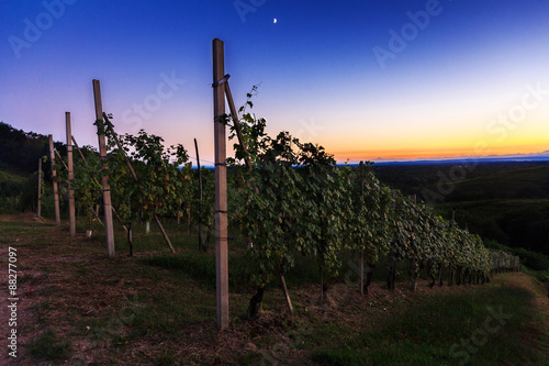 Tableau sur toile Vigne di nebbiolo a Gattinara Piemonte