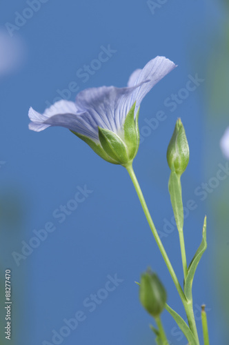Flax (Linum usitatissimum) flowers © Alexander Kurlovich