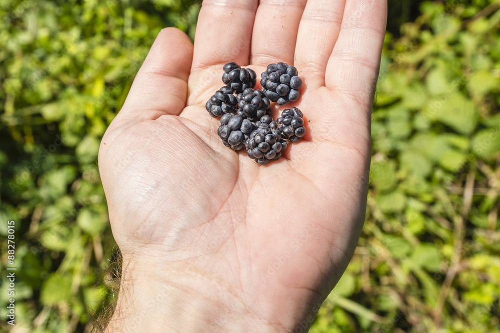 Couple of bramble fruit on hand Couple of bramble fruit on hand
