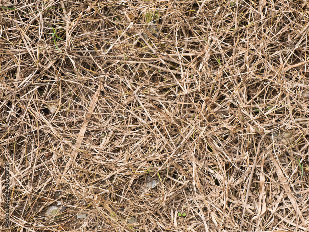 Dry grass field texture background