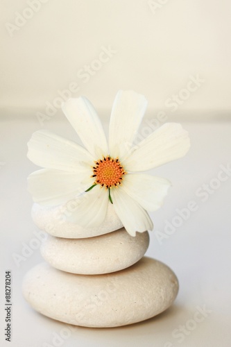 white stones flower peaceful spa background soft focus creamy calm tones beauty relaxing aromatherapy balance