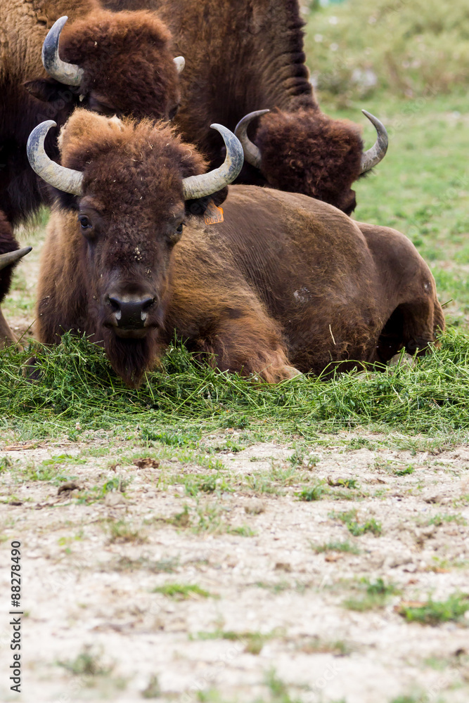 Highland Cow