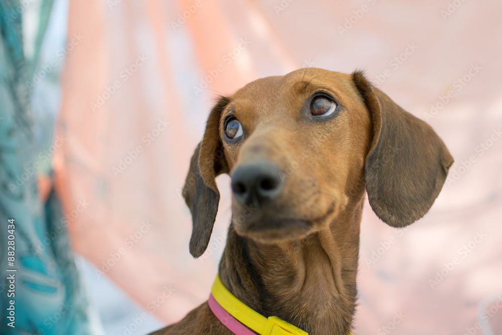 dachshund, dog, animal, pet, red dachshund, dachshund face, eyes, dog collar, colorful necklace, plastic collar, colored collars, dog sitting, sitting fee