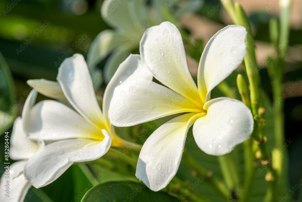 Fototapeta premium Rain drops on plumeria