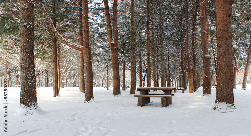 Fototapeta premium 소나무