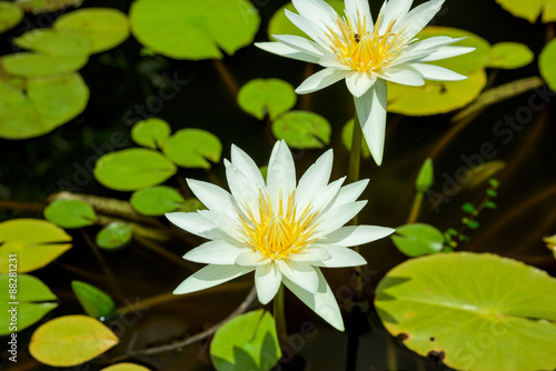 Yellow Lotus flower and Lotus flower plants