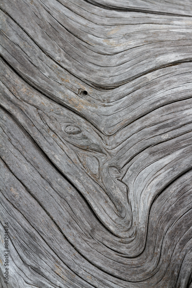 Naklejka premium driftwood