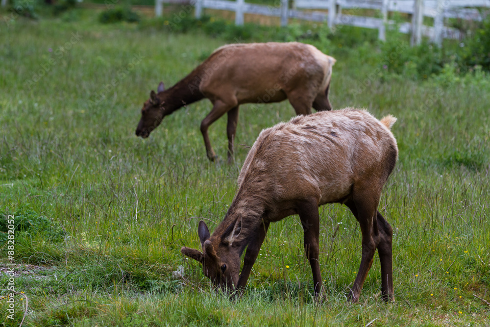 wild roosevelt elk wild roosevelt elk
