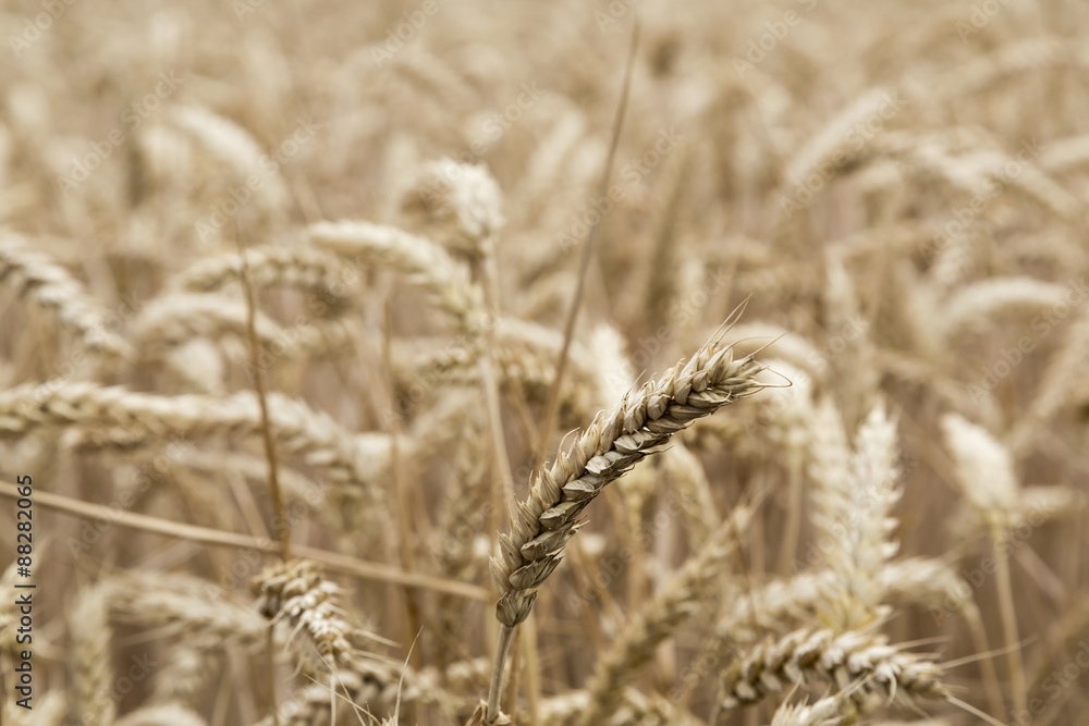 Fototapeta premium ripe ears of rye in the field