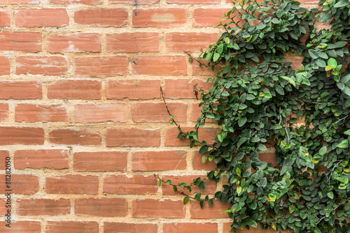 wall background with foliage