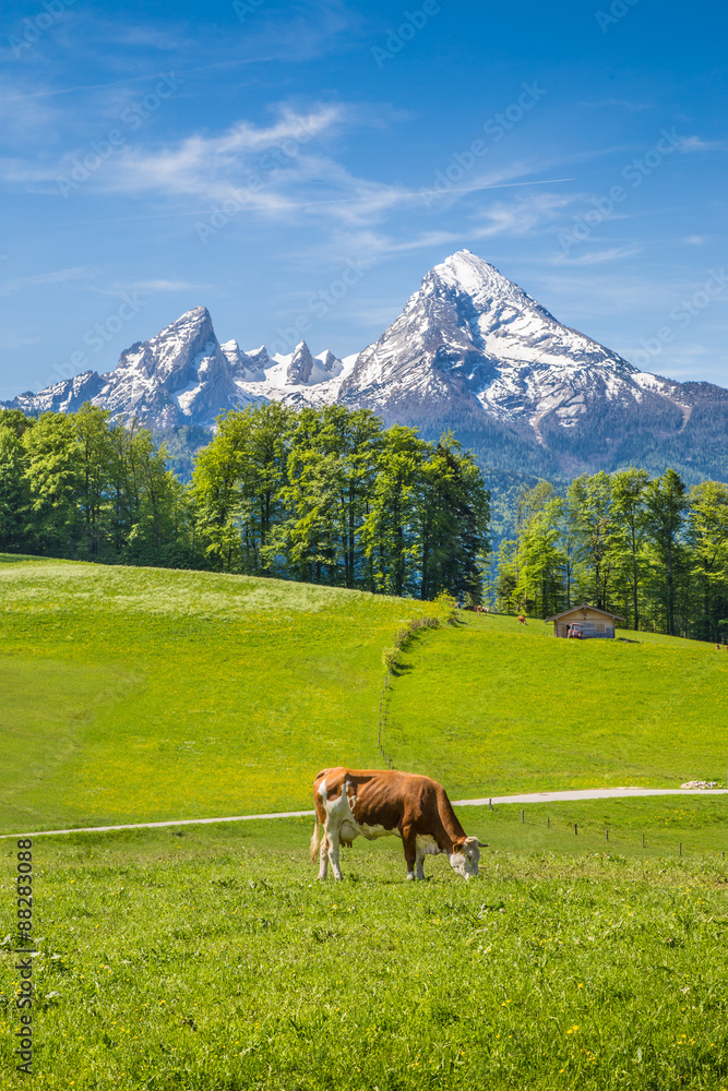 Idyllic summer landscape in the Alps with cow grazing