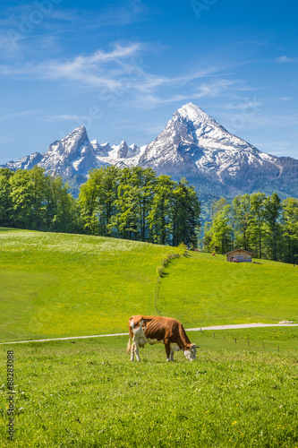 Obraz na płótnie Idyllic summer landscape in the Alps with cow grazing w salonie