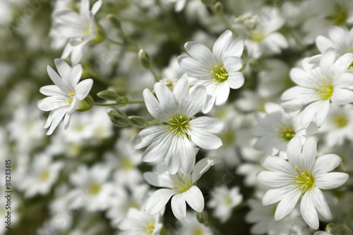 White flowers