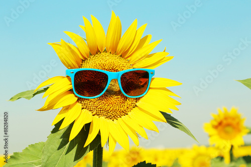Fototapeta Naklejka Na Ścianę i Meble -  Sunflower with sunglasses in the field