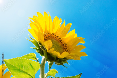 Fototapeta Naklejka Na Ścianę i Meble -  sunflower on the sky background
