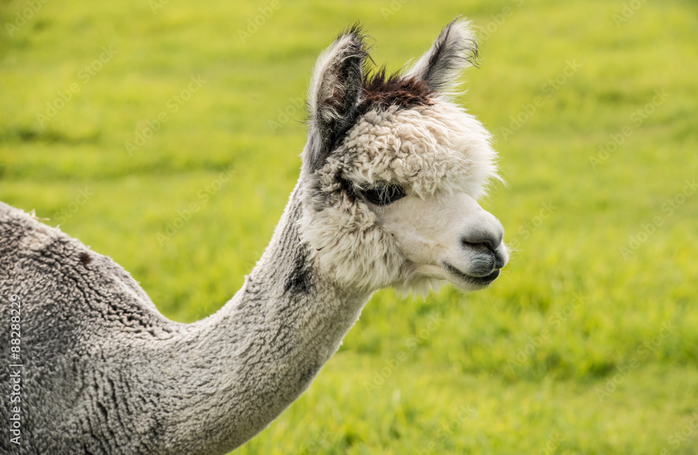 Obraz premium White alpaca