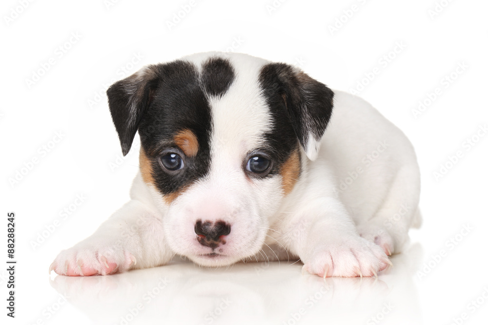 Close-up of Jack Russell puppy