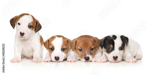 Fototapeta Naklejka Na Ścianę i Meble -  Jack Russell terrier puppies