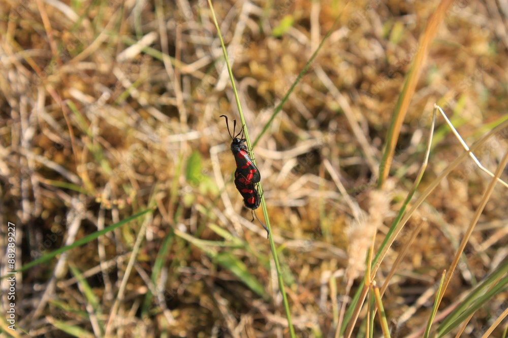Zygaena filipendulae - Sint Jansvlinder Zygaena filipendulae - Sint Jansvlinder