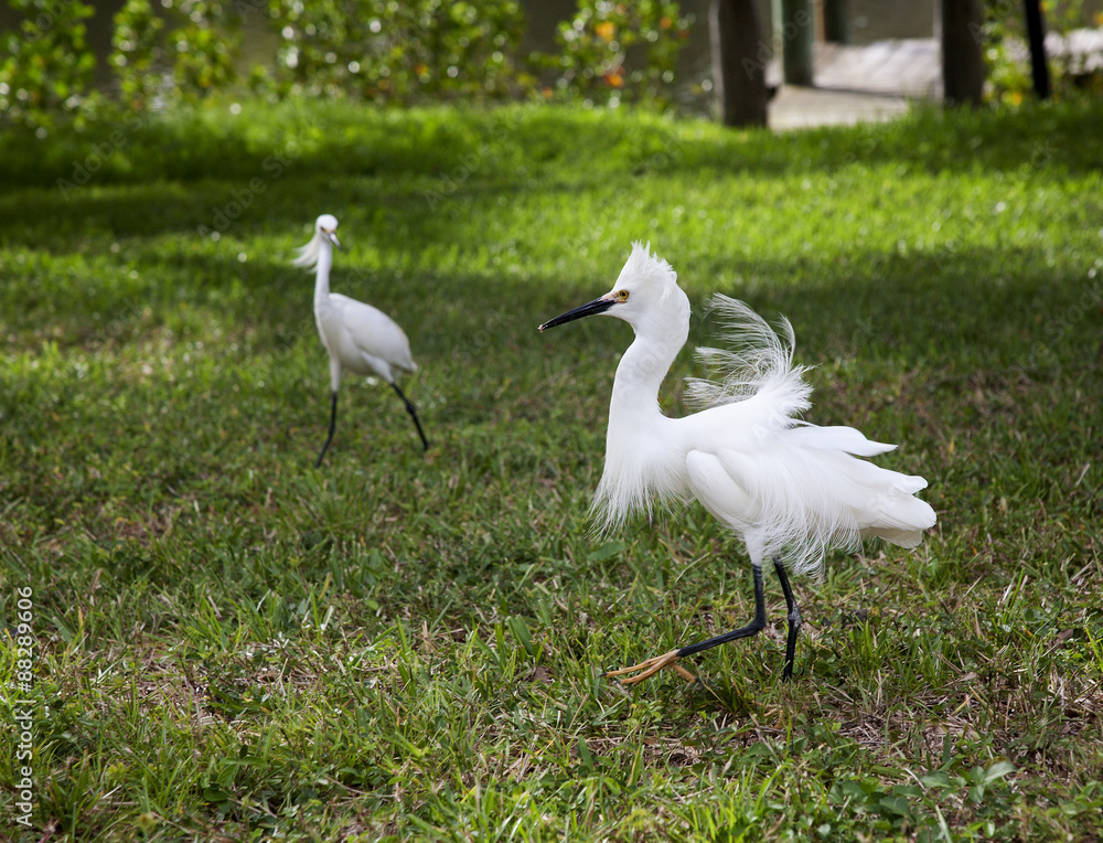 Fototapeta premium White egret with ruffled feathers protecting territory. White Crane