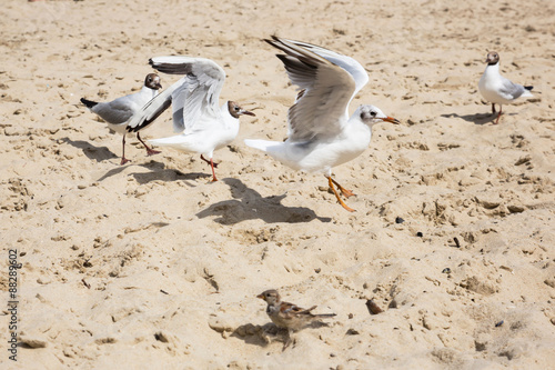 seagulls are flying against the beach